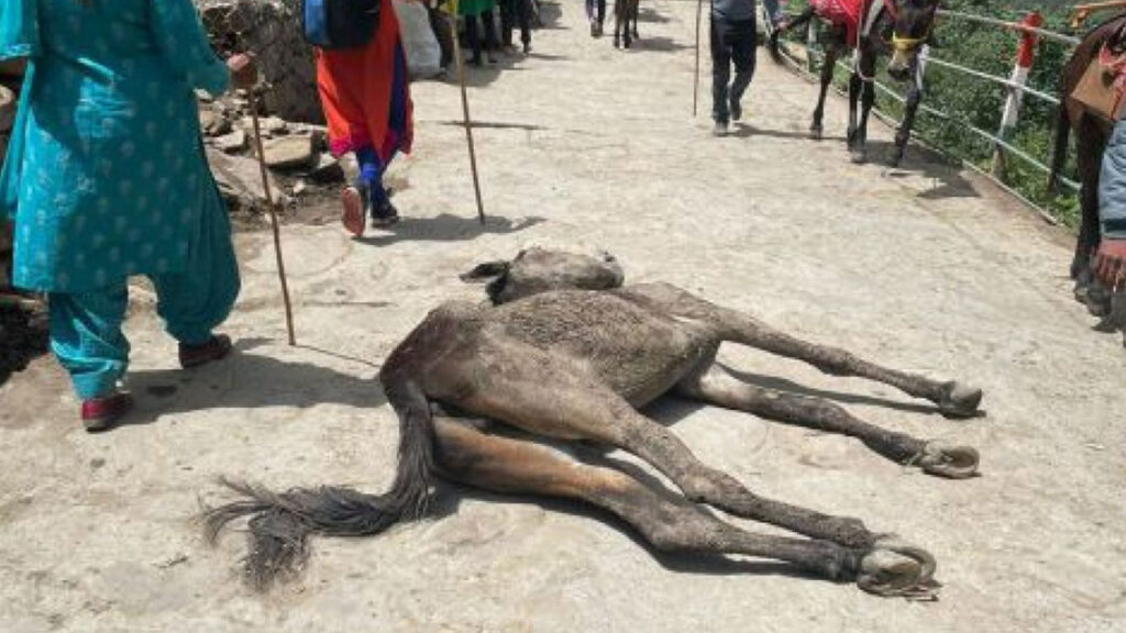 animal abuse in char dham yatra