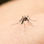 Small Bite of Mosquito can become fatal