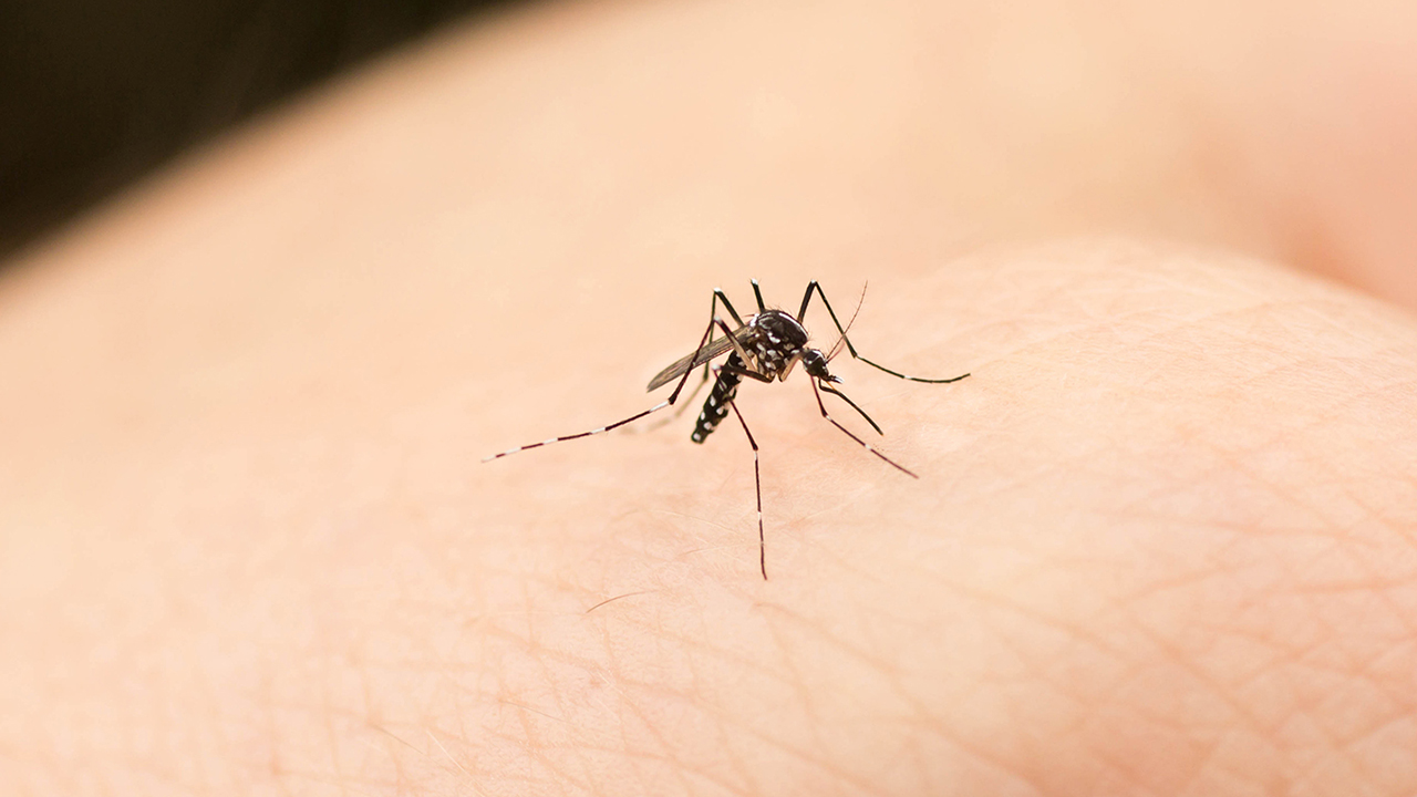 Small Byte of Mosquito can become fatal