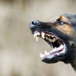 कुत्ता देखकर बार बार भौंकता है-काटने को दौड़ता है कौन सा ग्रह है खराब जानिए