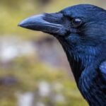 Crow यानी कौवें सीखने की क्षमता 7 साल के बच्चे जितनी-पर्यावरण सुरक्षा में निभाते अहम रोल