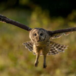 किसानों के लिए क्यों जरूरी उल्लूओं का जिंदा रहना