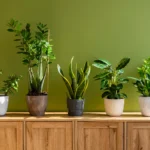Indoor Plants लगाते ही घर की बिगड़ी वास्तु बदल जाएगी 