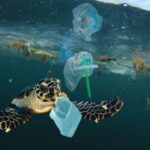 Plastic कैसे बिगाड़ रहा समुद्री जीवों को बचाव के लिए मिलने वाले रसानियक संकेतो को 